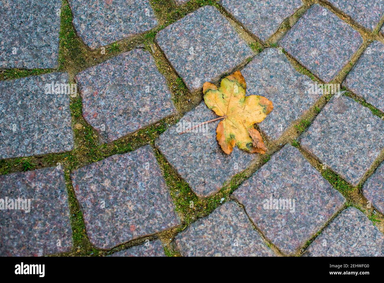 Blatt auf dem Steinweg hohes Foto Stockfoto
