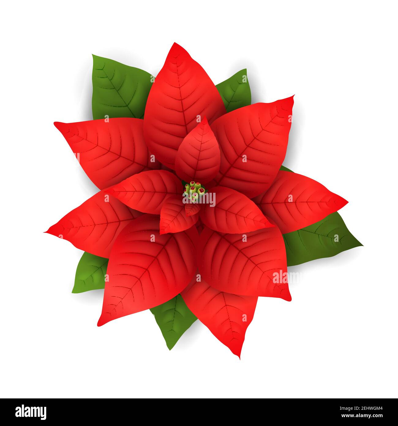Weihnachtssterne Blumen isoliert Symbol fr Weihnachten oder Neujahr  Grukarte Design. Vektor realistische Weihnachtsstern Pflanze mit  Sternblume und Blatt fr Weihnachten Stock-Vektorgrafik - Alamy