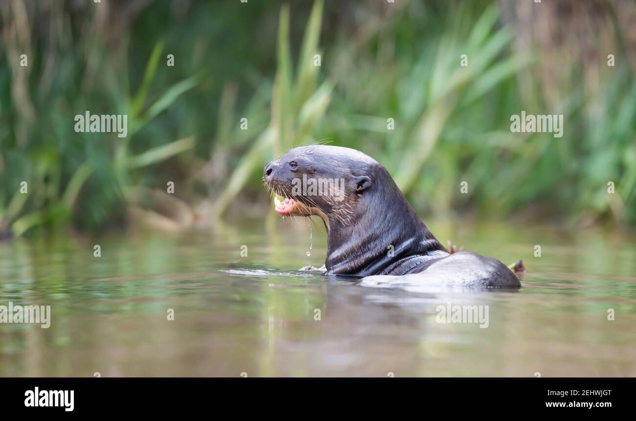 Nahaufnahme eines Riesenotters, der Fisch in einem Fluss isst, Pantanal, Brasilien. Stockfoto