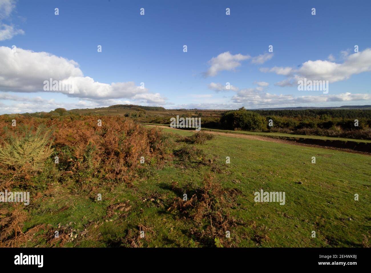 Grasweg auf Heide Land mit Gorse und Heide mit Bewaldete Hügel im Hintergrund Stockfoto