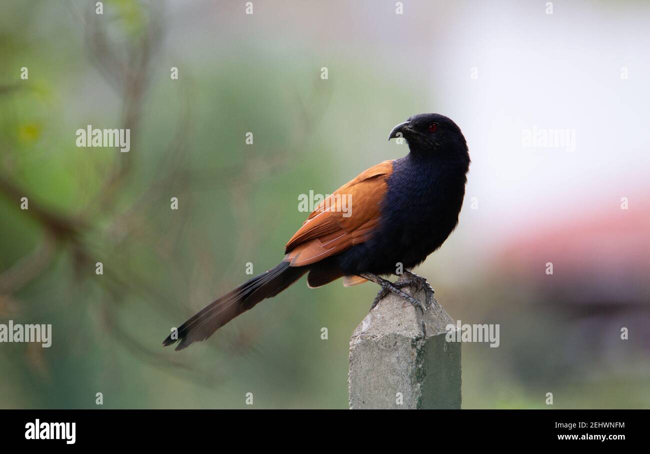 Coucal (Centropus sinensis) Ein großer Coucal, der auf einem Zaun ruht Post mit einem natürlichen grünen Hintergrund Stockfoto