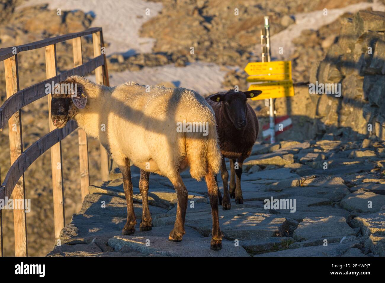 Schwarze und weiße Schafe. Venediger Berggruppe. Osttirol. Österreichische Alpen. Europa Stockfoto