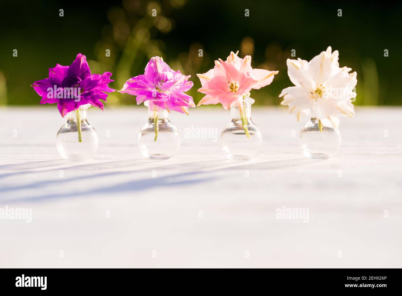 Licht und Schatten. Violette Blumen von Helichrysum, Sommerabend im Dorf, warmer sonniger Sonnenuntergang, Schatten von draußen. Schöne Pflanzen von Batanica Stockfoto