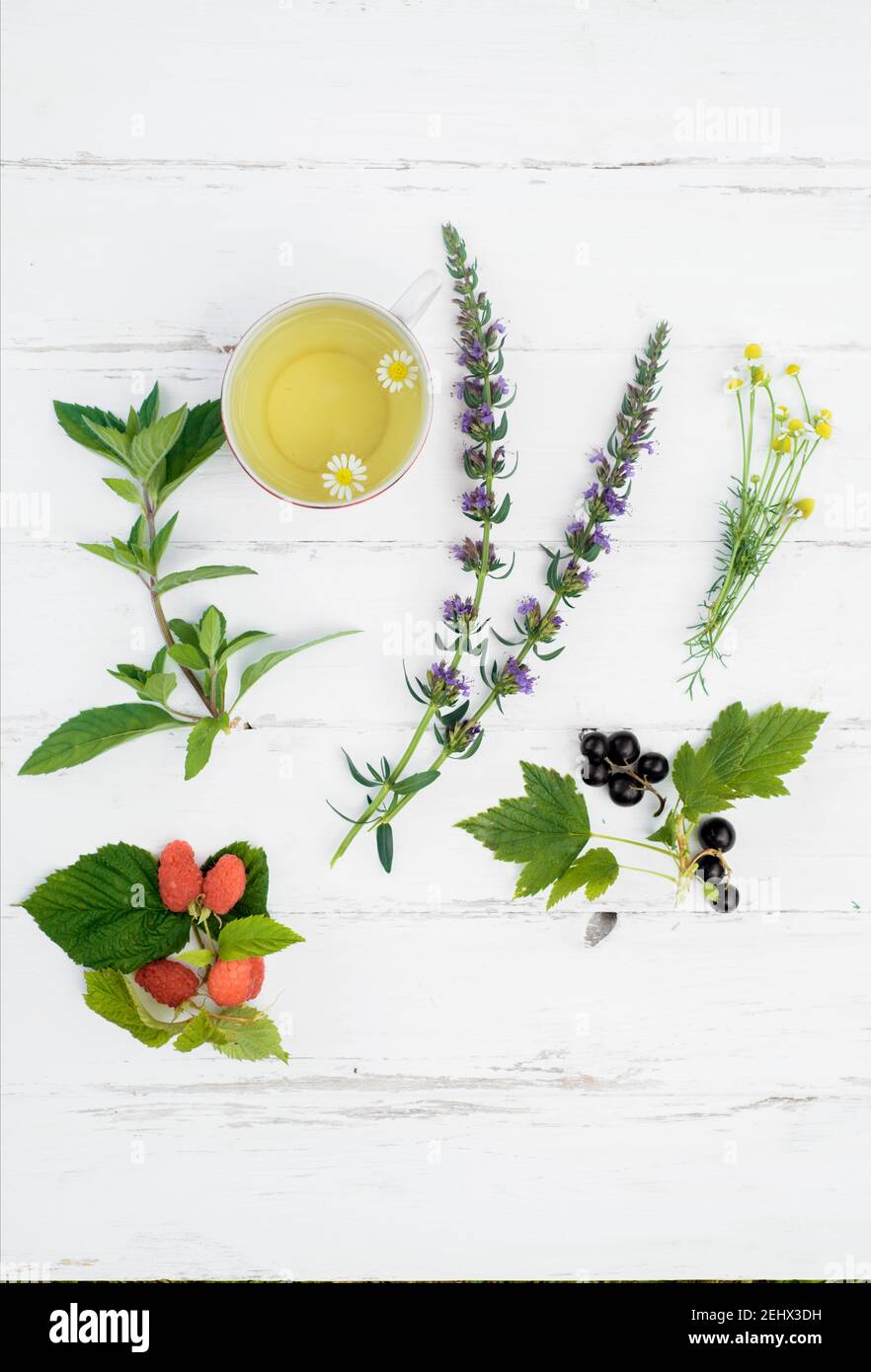 Vertikaler heißer Tee auf einem weißen Hintergrund aus Holz, die Zutaten für die Zubereitung von natürlichem Kräutertee. Melisse und Minze, Kamille und Johannisbeeren Stockfoto