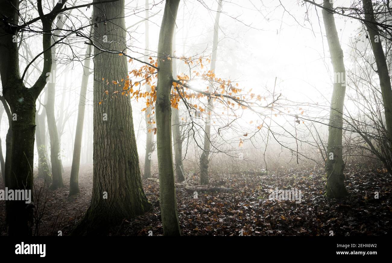 Neblige atmosphärische Wald am frühen Morgen Herbst Stockfoto