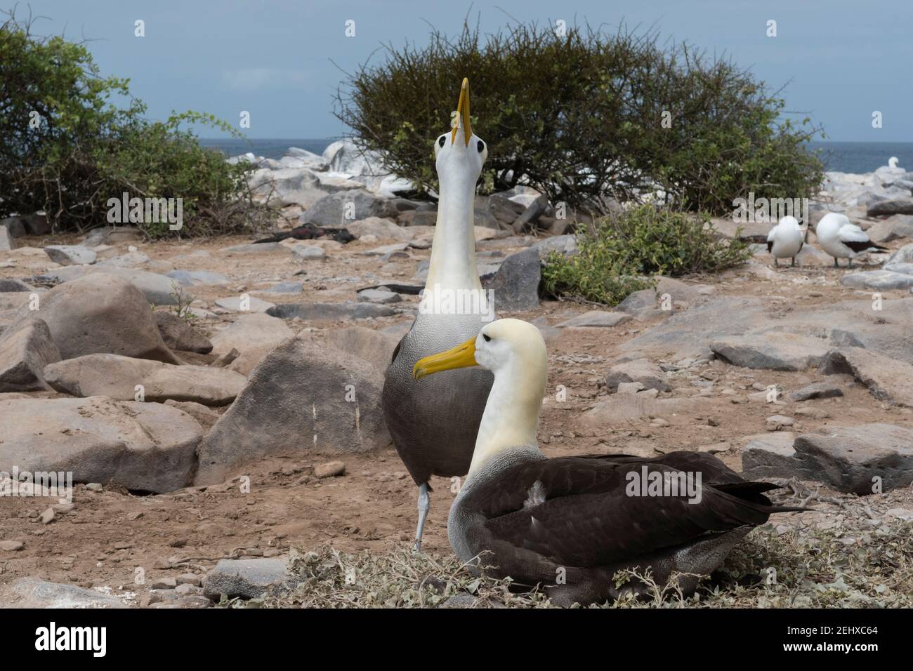 Ein paar Wellenalbatros, Diomedea irrorata, Espanola Island, Galapagos Inseln, Ecuador. Stockfoto