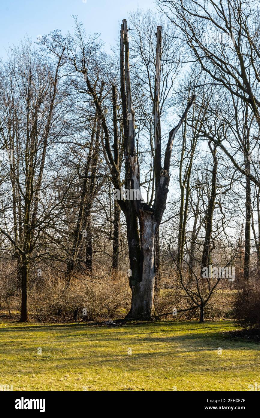 Baum ohne rinde Fotos und Bildmaterial in hoher Auflösung Alamy