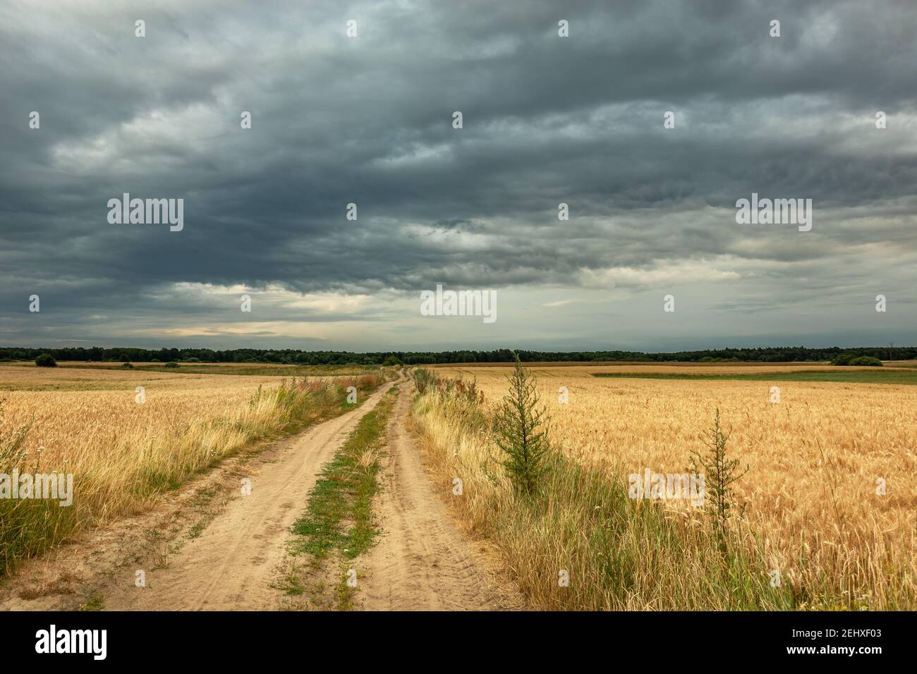 Sandige Straße durch Getreidefelder und bewölkten Himmel, Sommer ländlichen Blick Stockfoto