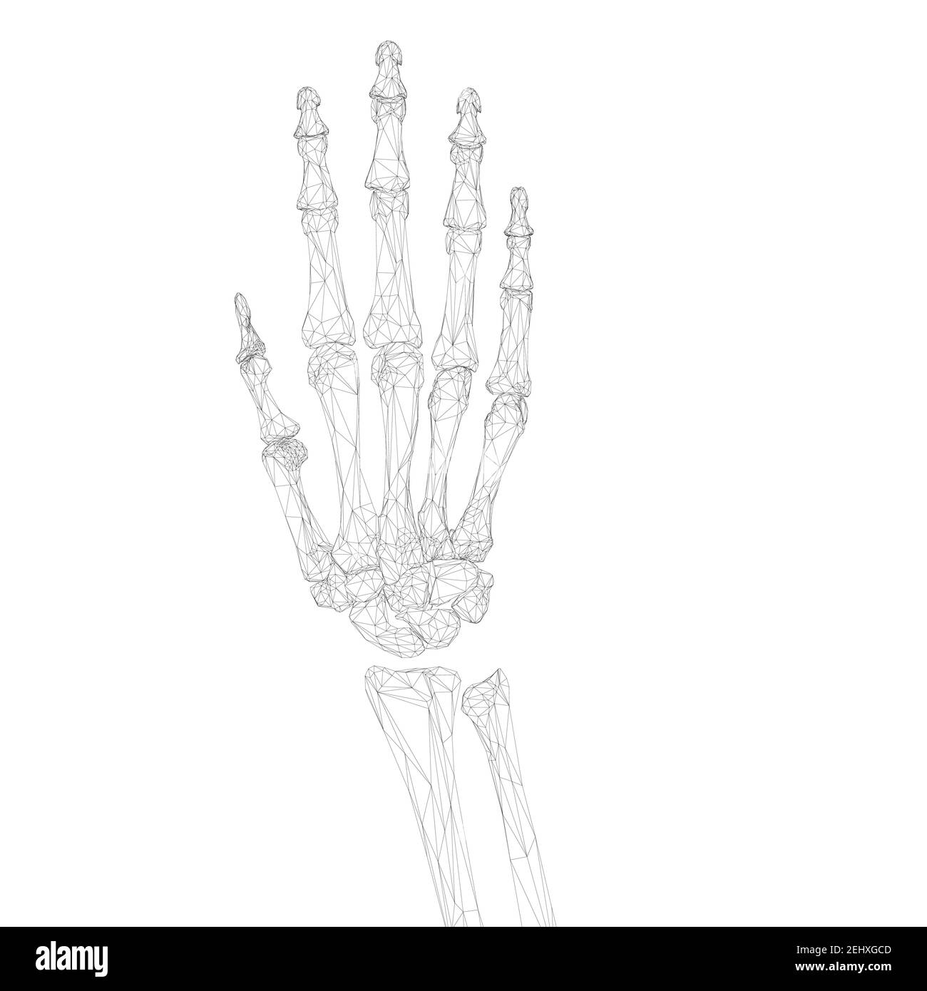 Drahtrahmen Skelett der menschlichen Hand isoliert auf weißem Hintergrund. 3D. Vektorgrafik. Stock Vektor