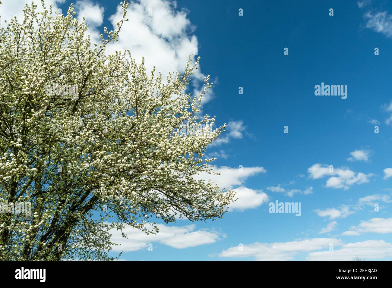 Zweige eines blühenden Baumes mit weißen Blumen und weißen Wolken gegen einen blauen Himmel, Blick auf den Frühling Stockfoto