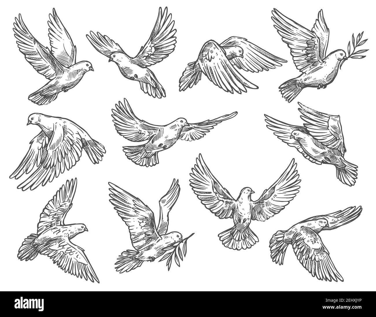 Taube und Taube fliegen mit Olivenzweigen. Weißer Vektor Skizze Vogel mit breiten Flügeln, als Symbol für Frieden und Freiheit, religiöse oder Hochzeit Attribut Stock Vektor