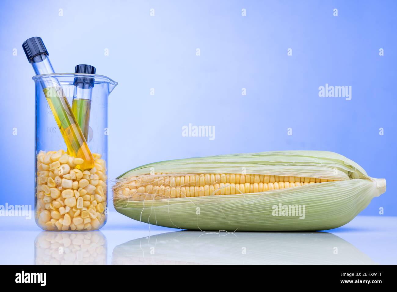 Ethanol Biokraftstoff aus Maislabyrinth mit Bechergrüben gewonnen Im Labor auf blauem Hintergrund Stockfoto