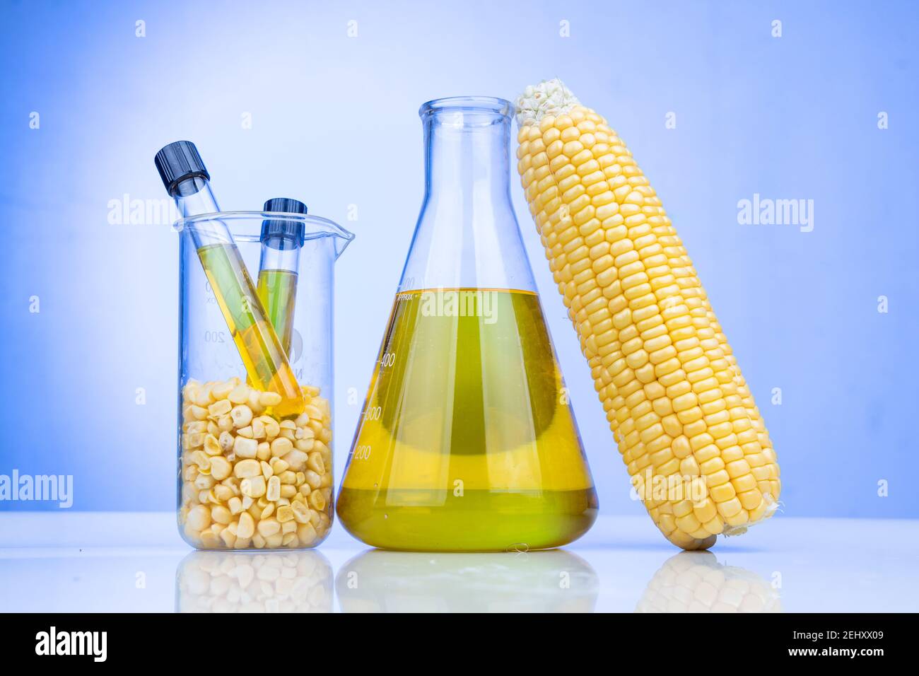 Ethanol Biokraftstoff aus Maislabyrinth mit Bechergrüben gewonnen Im Labor auf blauem Hintergrund Stockfoto