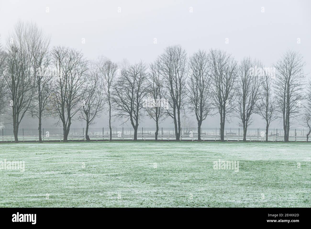 Moody neblige Landschaft an einem Wintertag im Glasgower Pollok Park. Stockfoto
