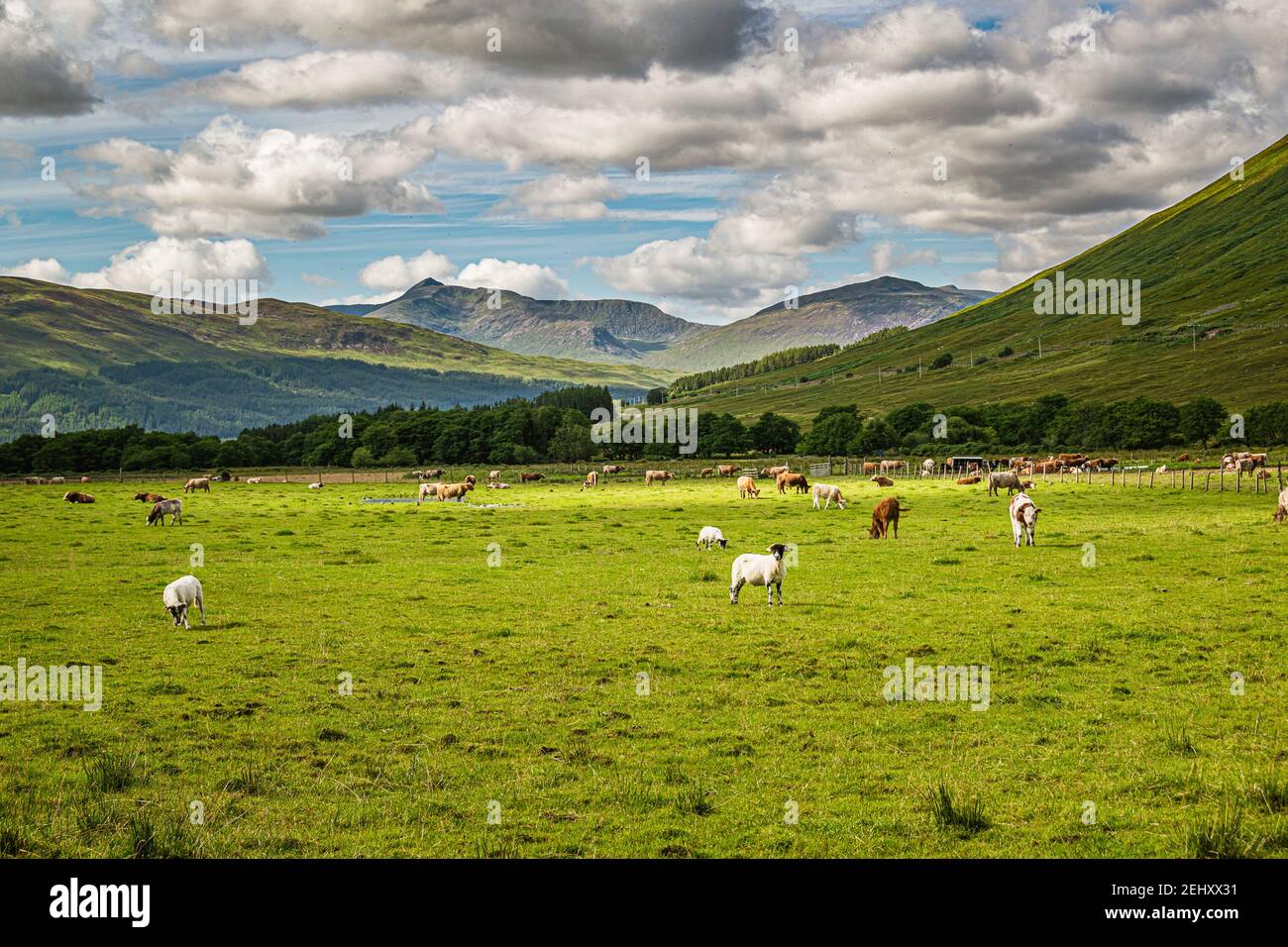 Viehweide auf einer grünen Wiese in den schottischen Highlands. Stockfoto