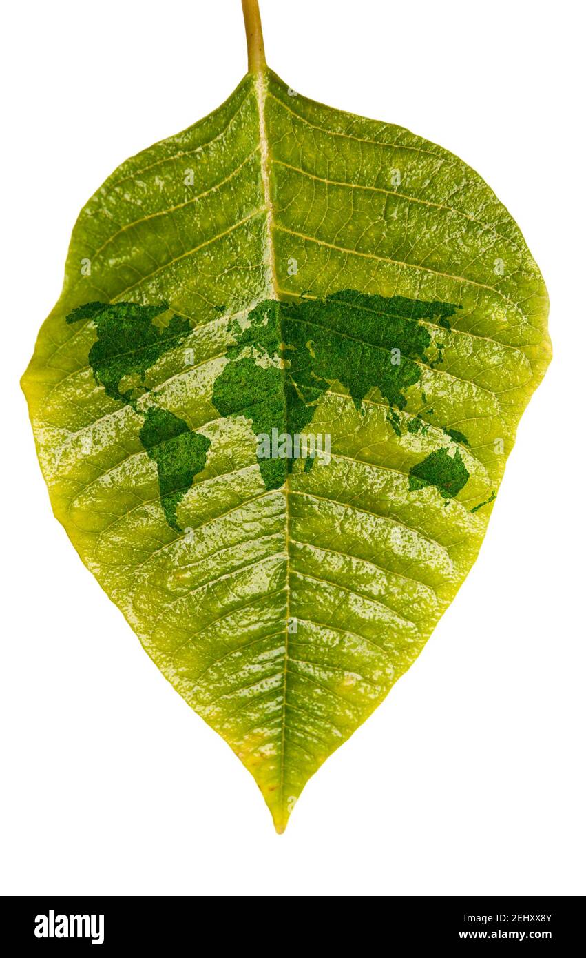 Grünes Blatt mit einer Weltkarte, Erde Tag Konzept Stockfoto