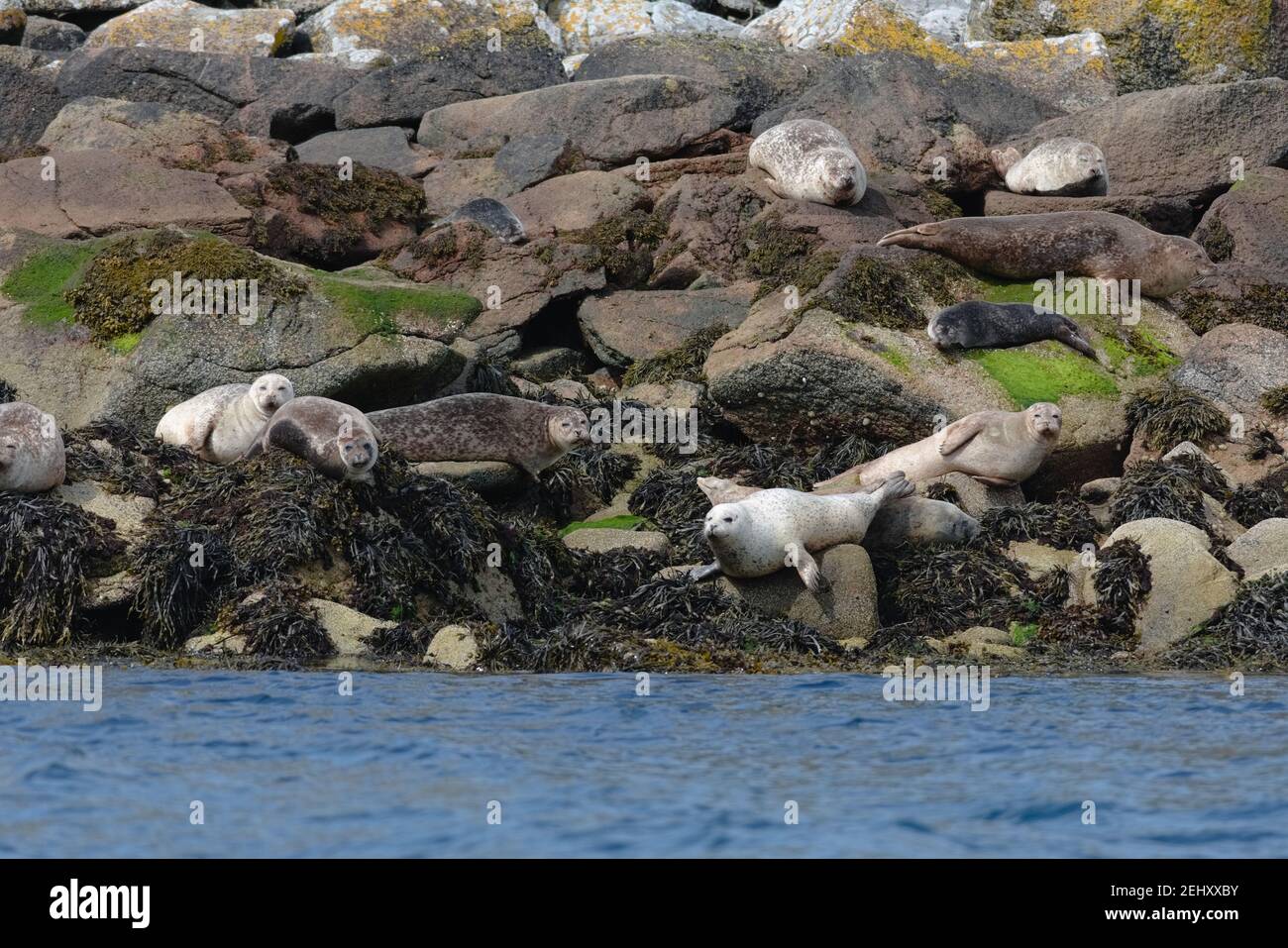 Fettrobben gruppieren sich beim Sonnenbaden auf einer felsigen Insel aus Felsbrocken. Unveränderte schottische Tierwelt in der Nähe der Küste der Insel raasay im Sommer Stockfoto