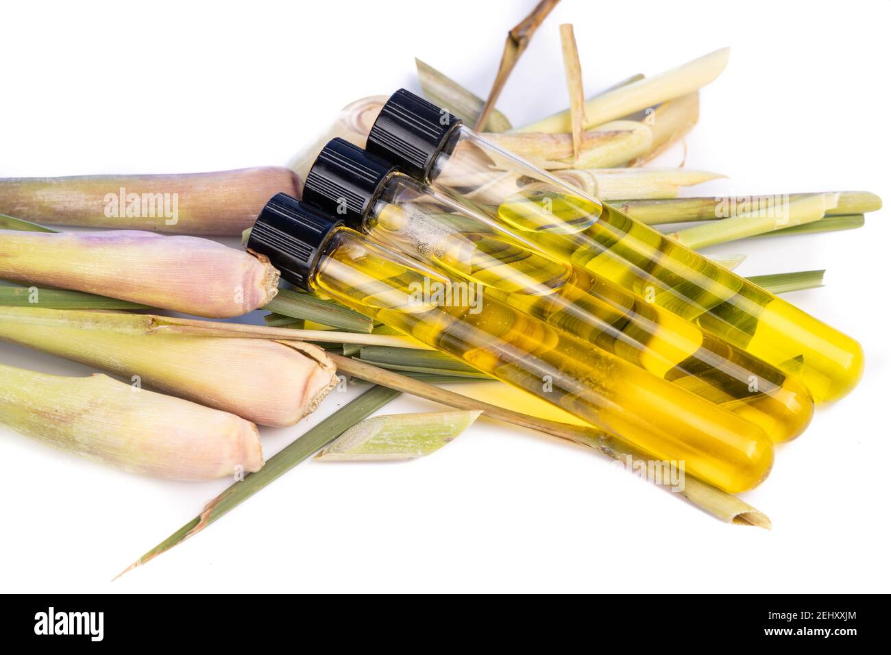 Zitronengras ätherisches Öl-Extrakt mit Reagenzgläsern gegen frische Zitronengraspflanze. Stockfoto