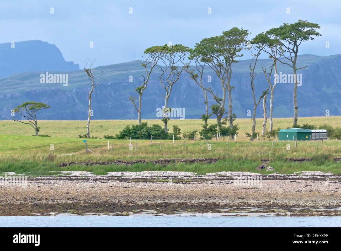 Markante Linie von ungewöhnlichen Bäumen an der Küste einer abgelegenen schottischen Insel. Ruhiges Wasser und felsiger Strand im Vordergrund mit dramatischen Klippen als Hintergrund Stockfoto