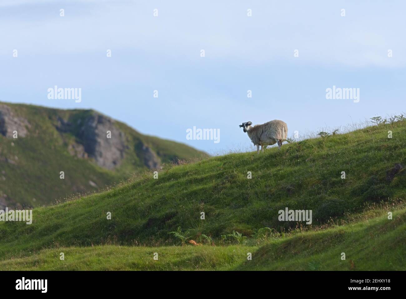 Ein einsamen Schaf durchstreift die schottische Insel raasay. Zwischen langem, wildem Gras und Bergen blickt er auf die Kamera. Kopieren Sie den Raum im Sky-Bereich Stockfoto