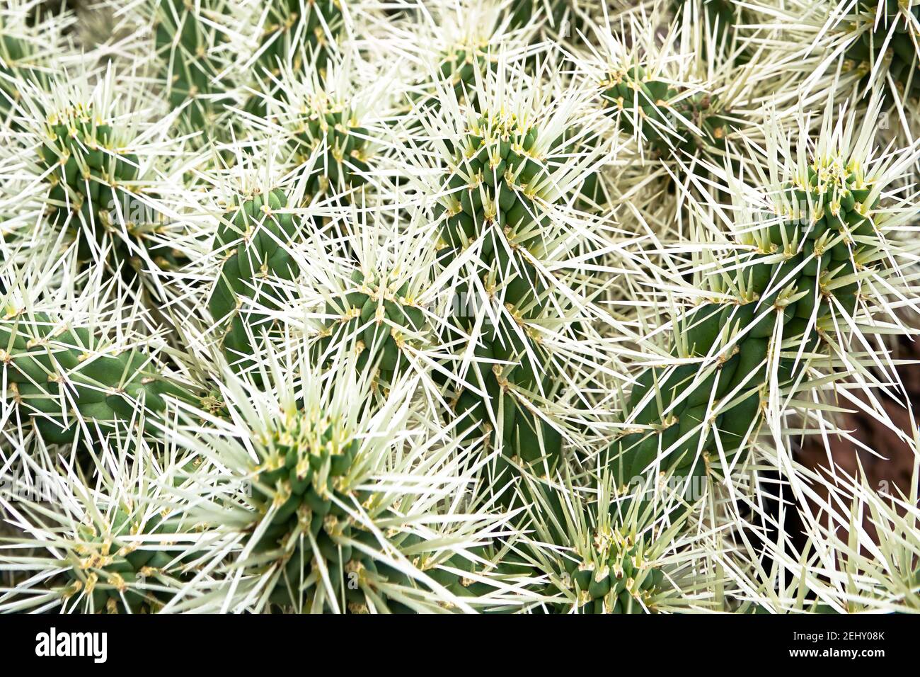 Nahaufnahme eines Kaktus (Cylindropuntia rosea) mit langen weißen Dornen auf Madeira im Sommer. Stockfoto