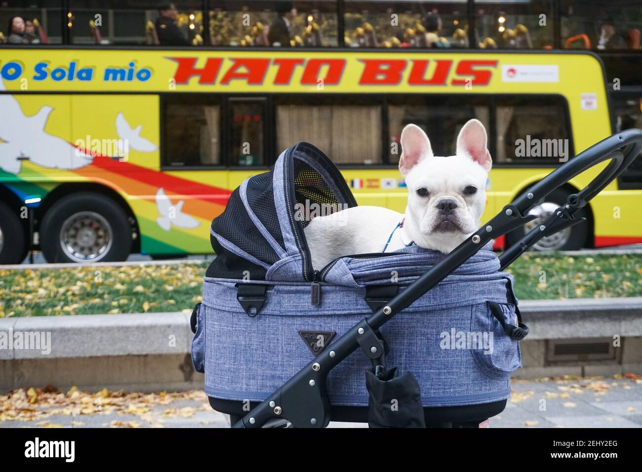 Weiße französische Bulldogge in Tokio Japan Stock Photo Stock Images Stock-Bilder Stockfoto