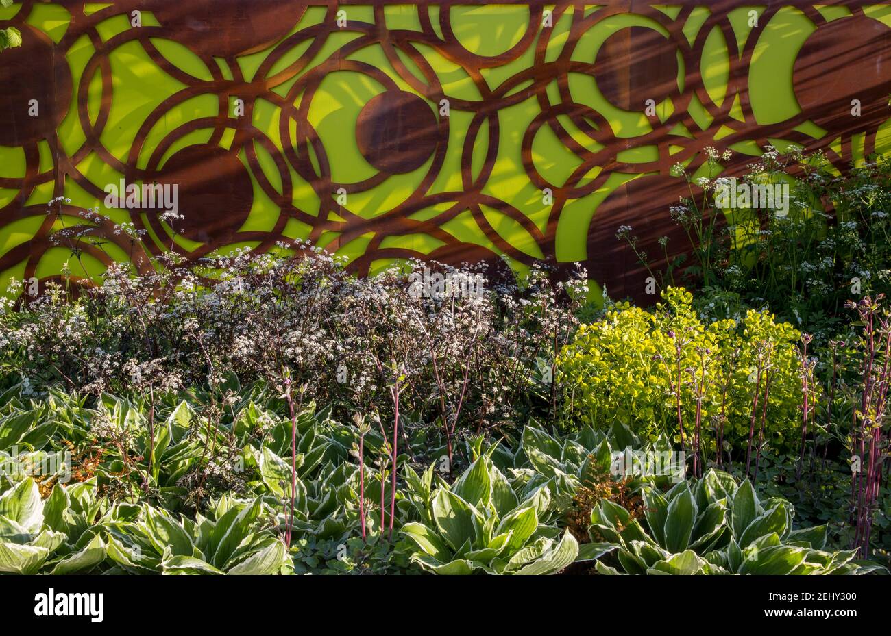 Eine moderne zeitgenössische städtische Garten Zaun Panel Bildschirme aus gemacht cortenstahl mit einer Frühlingsgartenblumengrenze mit Euphorbia Und Hosta Werke UK Stockfoto
