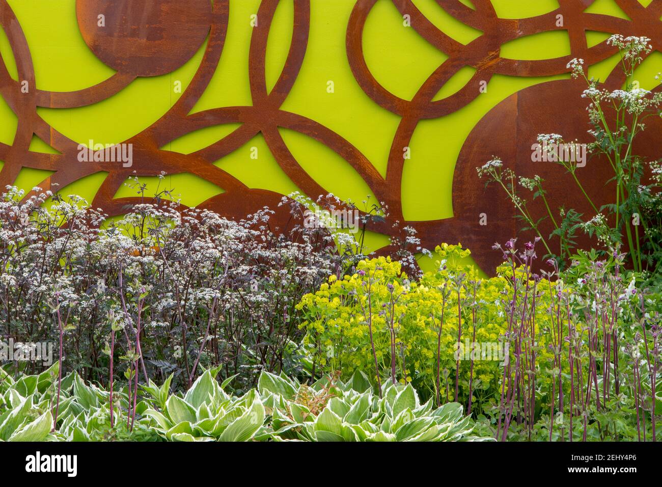 Mischbepflanzung von Grenzen mit Euphorbia robbiae, Anthriscus sylvestris Ravenswing, Aquilegia vulgaris var. stellata Ruby Port und Hosta Fortune UK Stockfoto