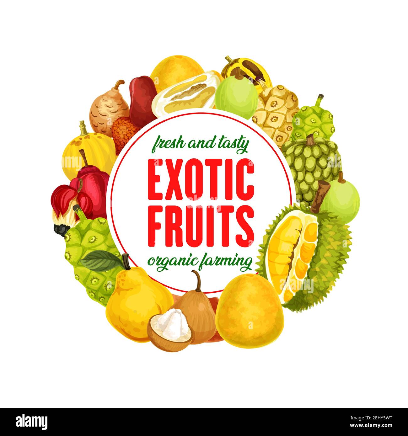 Exotische Früchte Banner, Bio-Anbau, gesunde Ernährung. Vector marindo oder noni, Durian und Sala, Mamey und Marula, Platonia und Bael. Chompoo und Klimaanlage Stock Vektor