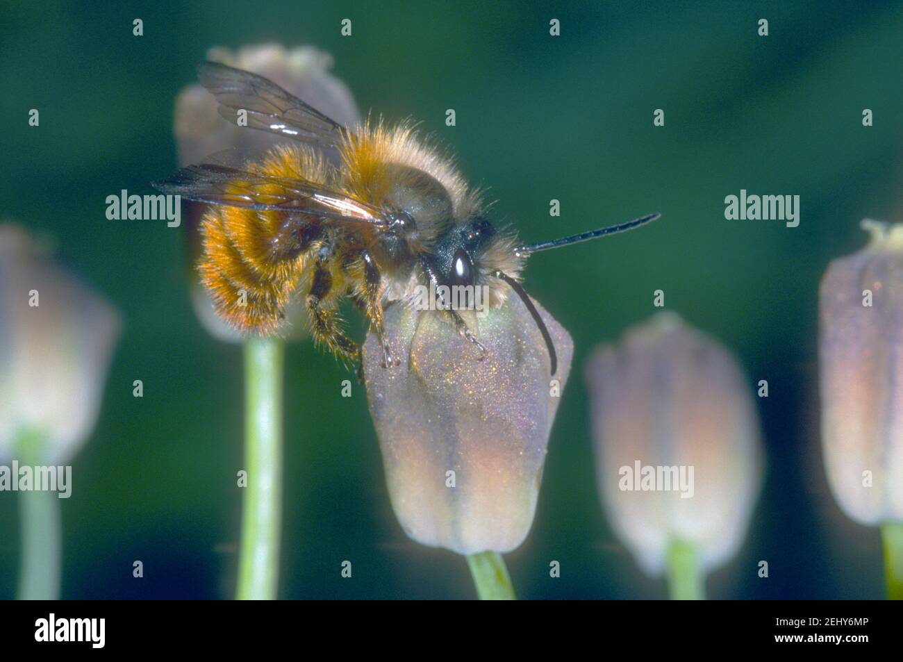 Red Mason Bee, Osmia bicornis. Sammeln von Nektar auf Blume Stockfoto