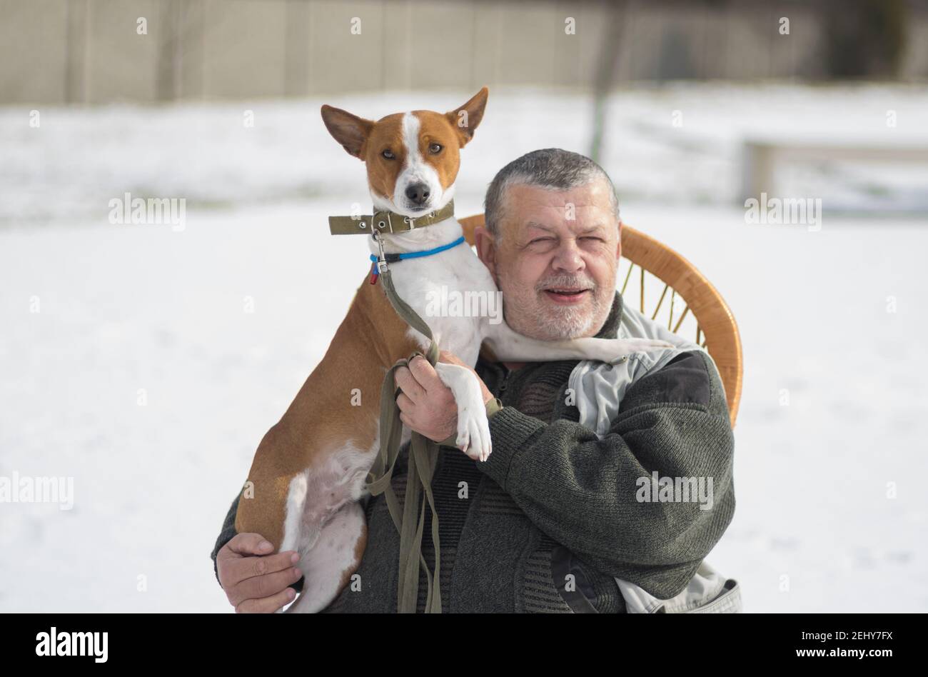 Winter Outdoor-Porträt von basenji Hund auf den Händen des kaukasischen älteren Mannes. Der Hund ist stolz und schaut direkt zur Kamera Stockfoto