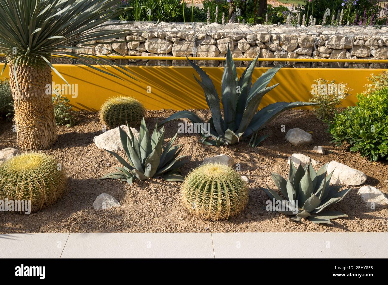 Kaktuskakteen-Garten mit trockenem Schotter-Kiesbett mit trockenheitsverträglichen Pflanzen von Agave americana und Echinocactus grusonii einem Faßkaktus Stockfoto