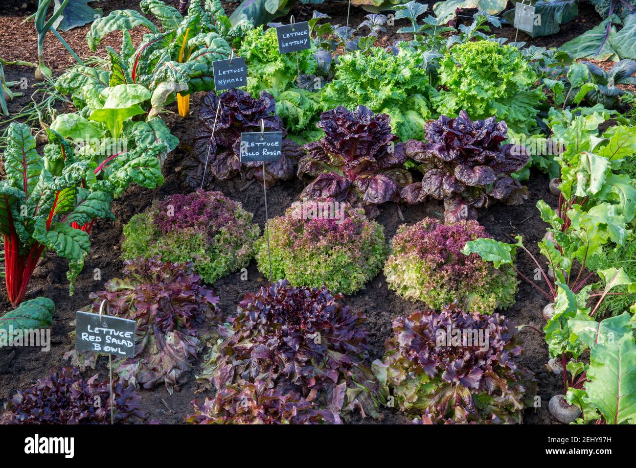 Bio Küche Gemüsegarten Salat Salat mit Pflanzen Etiketten wachsen In Reihen Sorten gehören Salat Lollo Rossa - roter Salat Bowl - Nymans Großbritannien Stockfoto