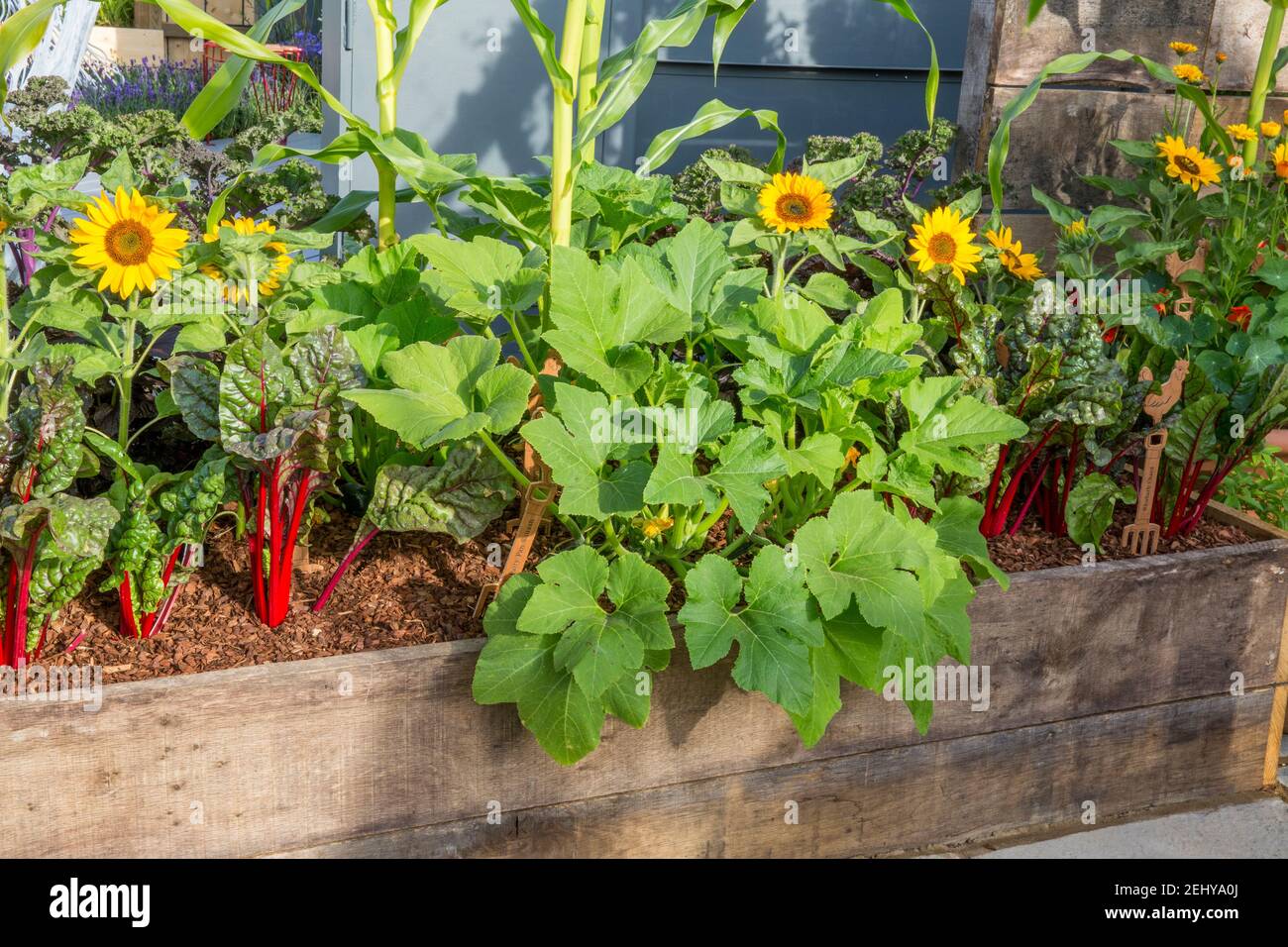 Kleiner Garten Bio-Gemüse wächst in Hochbeeten, hergestellt aus alten Gerüstplanken, Pflanzen von Zuckermais, Beeetroot - Ruby chard UK Stockfoto