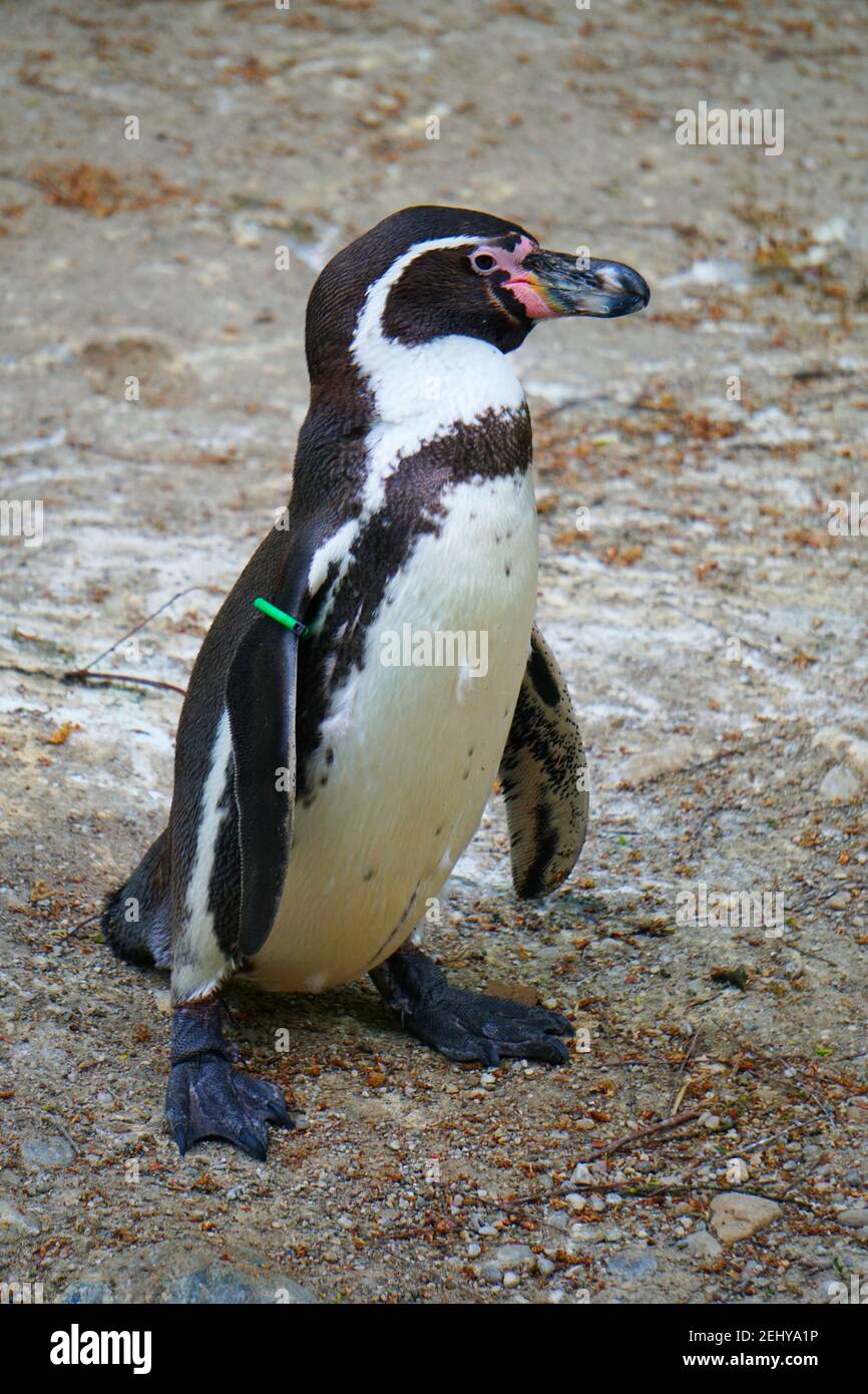 Lustige Pinguin Flattern Seine Flügel Stock Foto Stock Bilder Stock Bilder Stockfoto