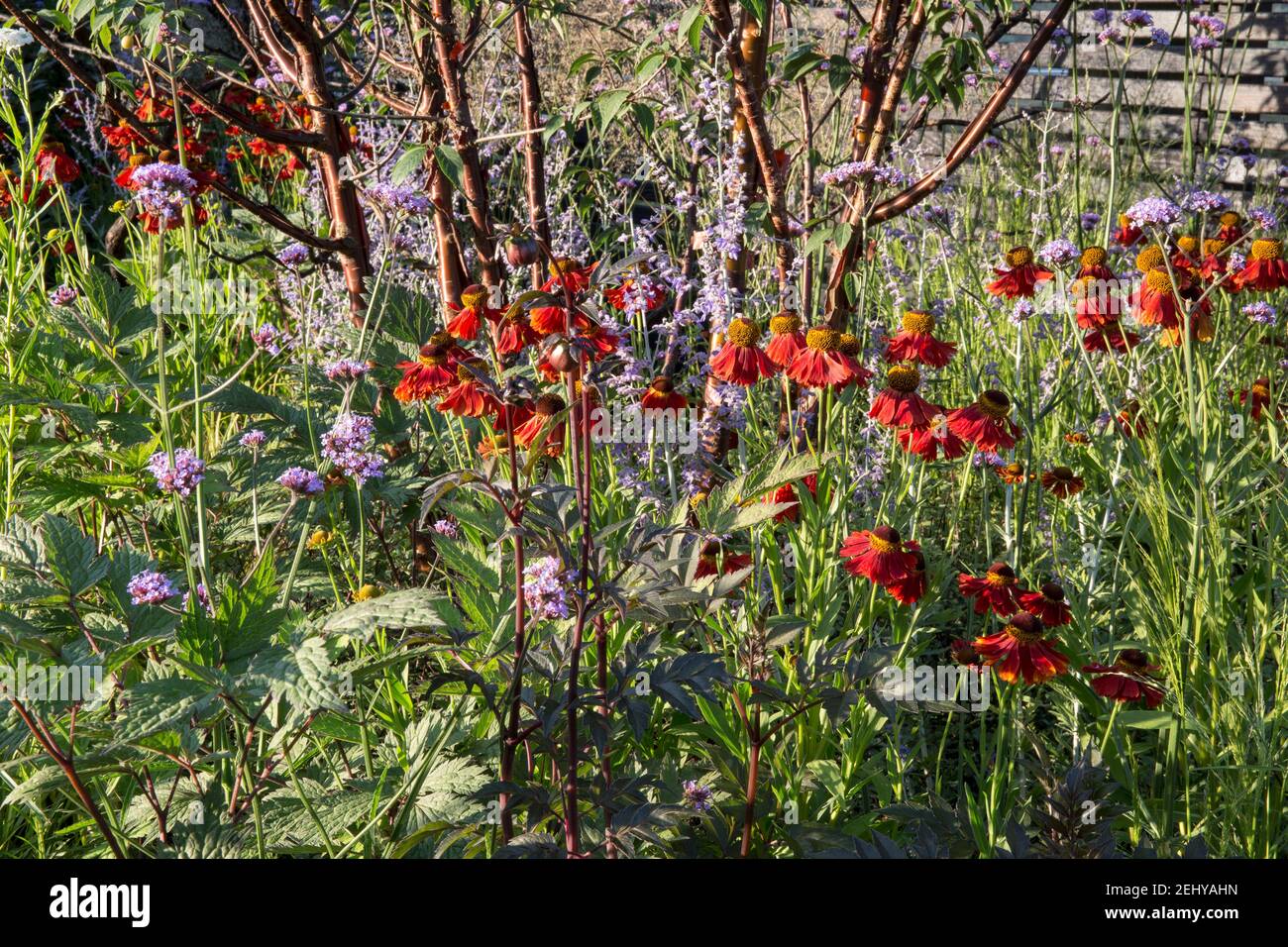 Sommerblumen kleiner Landhausgarten mit Helenium Moreheim Beauty und Verbena bonariensis unter dem Prunus serrula Baum in einem Blumenbeet an der Grenze zu England Großbritannien Stockfoto