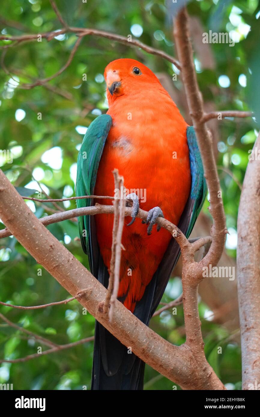 Männliche Australische König Papagei Auf Dem Baum Stock Fotobüt Bilder Stock Bilder Stockfoto