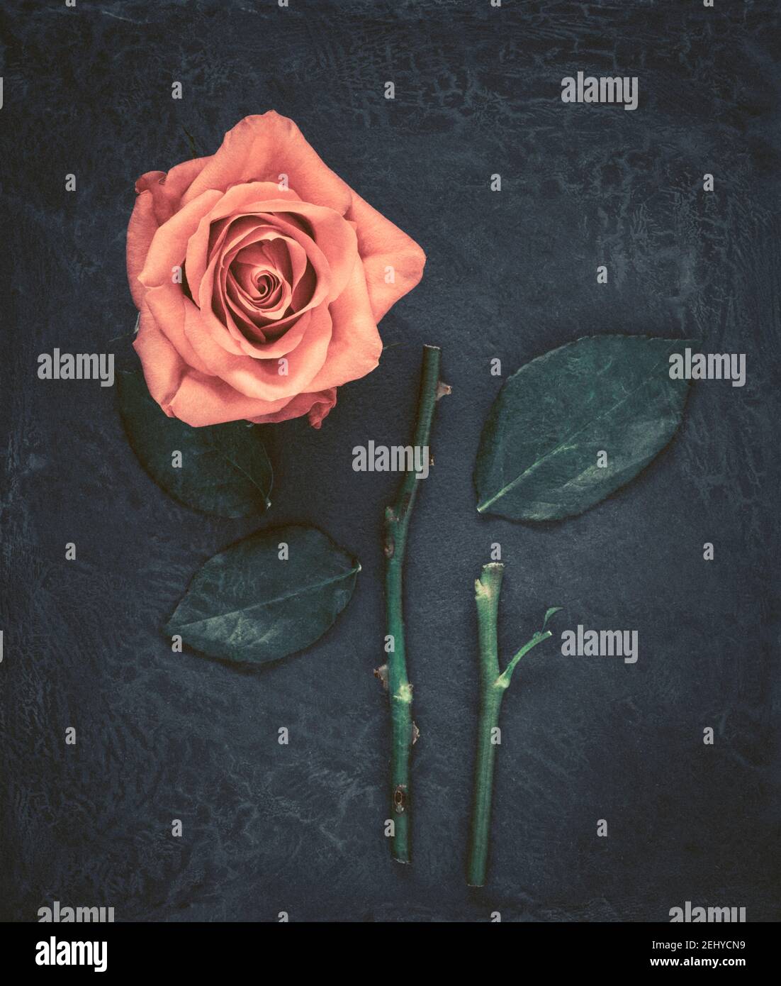 Cut Rose auf schwarzem Schiefer mit Textur-Overlay Stockfoto