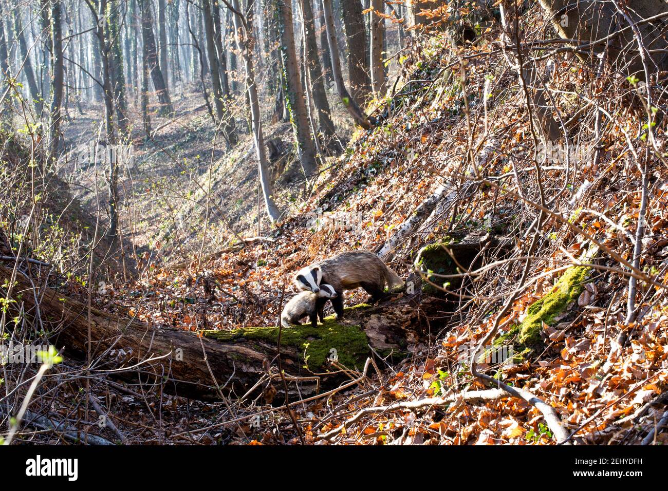 Ein Dachs mit seinem Jungen im Wald Stockfoto