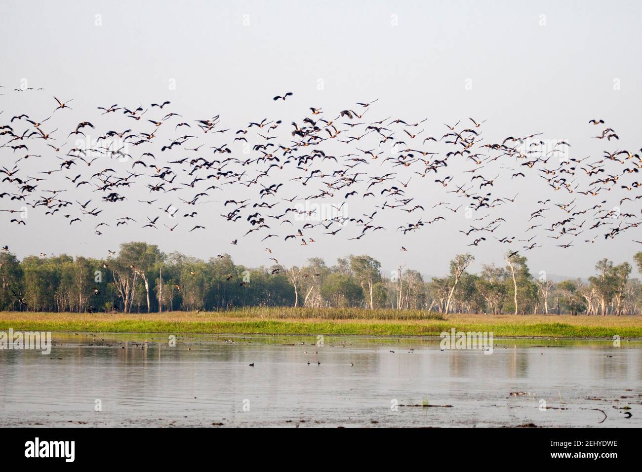 Elster-Gänse im Flug Stockfoto