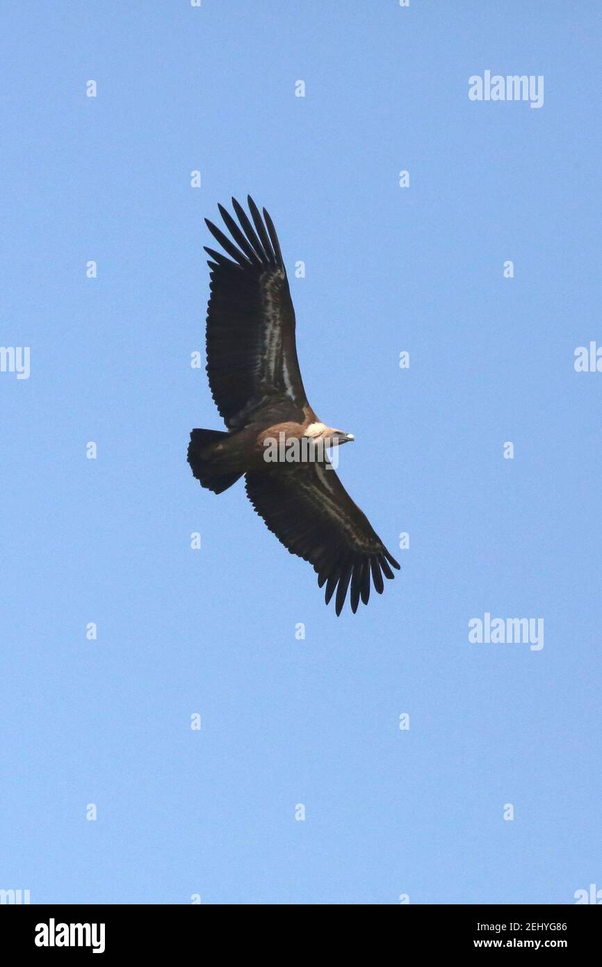 Gänsegeier im Flug Stockfoto