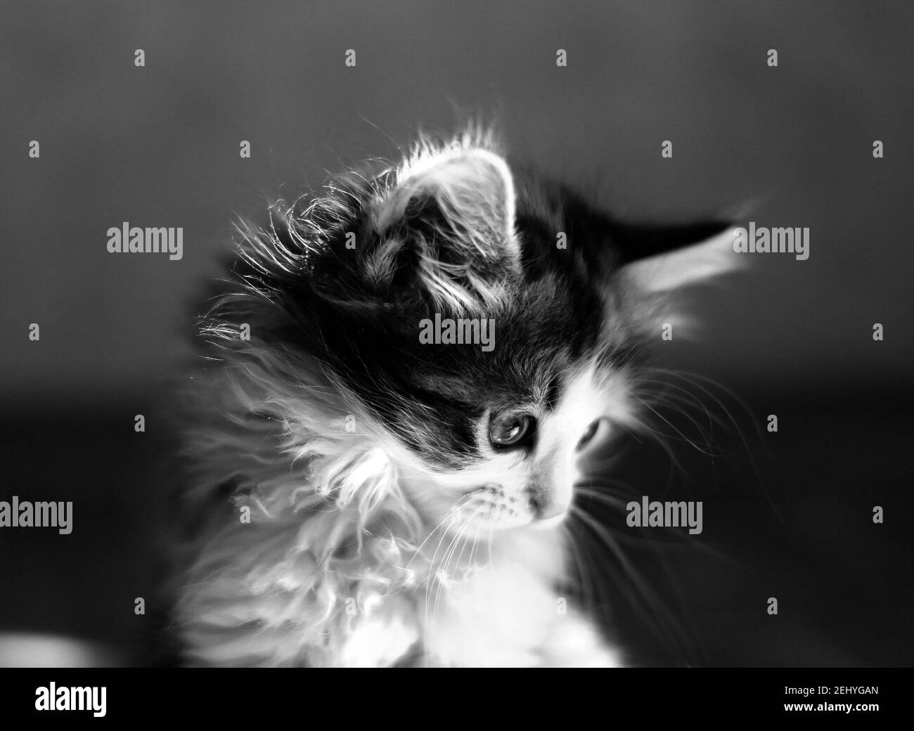 Kleines Kätzchen sitzend, das nach unten schaut. Nahaufnahme im Hochformat. Schwarzweiß-Bild Stockfoto
