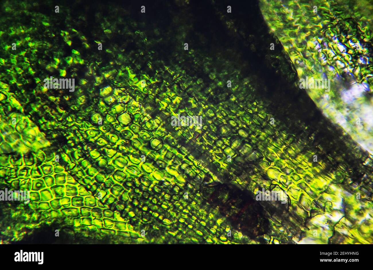 Moosblatt unter dem Mikroskop, grüner Zellhintergrund Stockfotografie -  Alamy