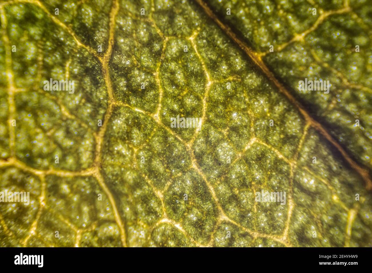 Grünes Rosenblatt Makro, trockenes Blatt unter dem Mikroskop  Stockfotografie - Alamy
