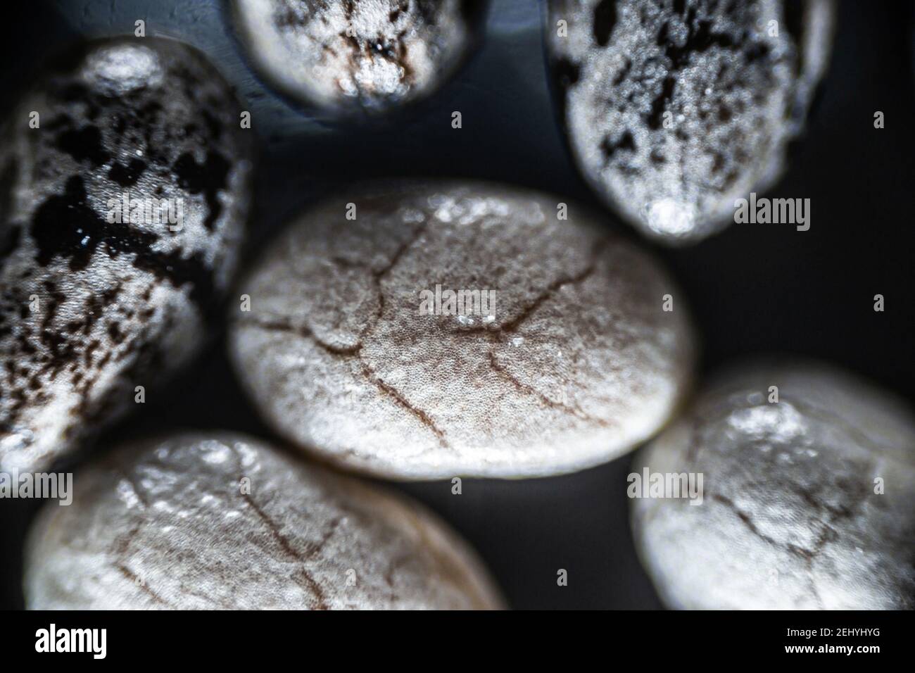 Chia Samen schließen unter dem Lichtmikroskop, Vergrößerung 40 mal, weicher Fokus Stockfoto