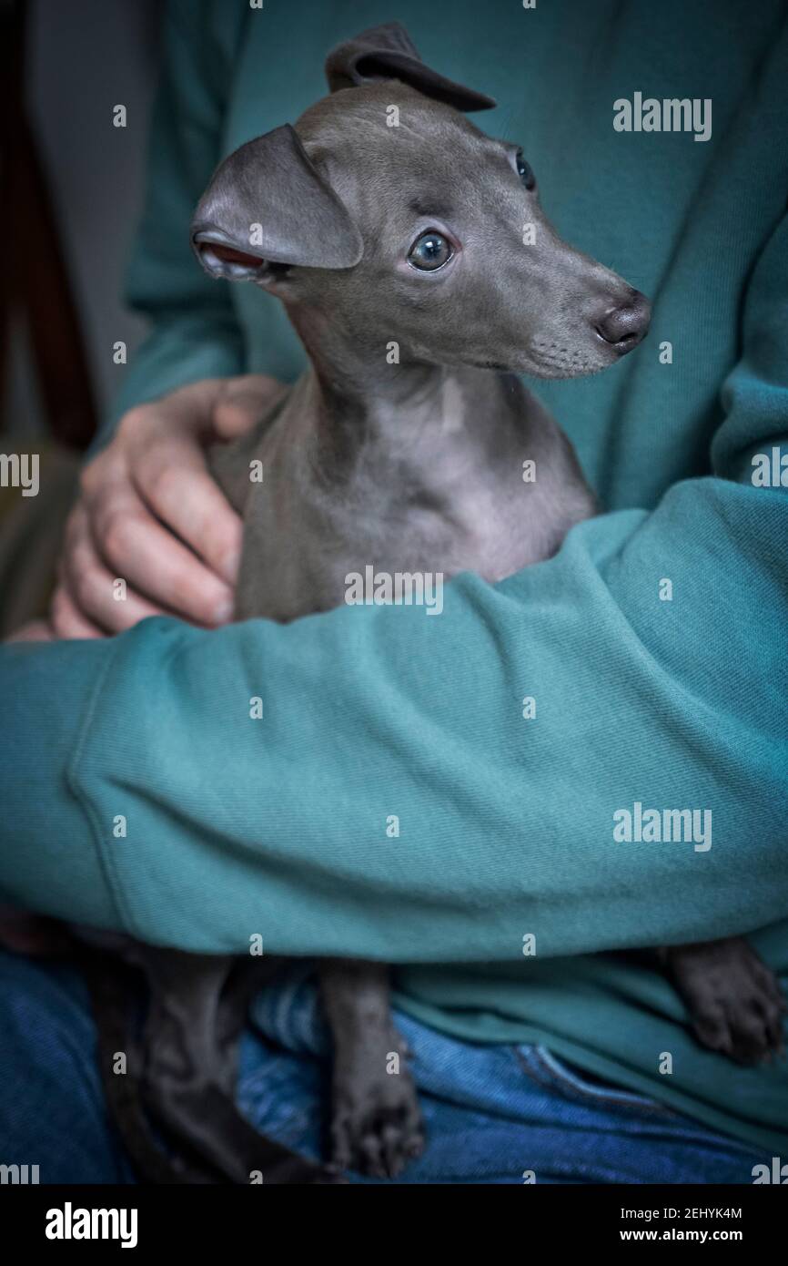 Italienischer Greyhound Welpe. 10 Wochen alt. Stockfoto