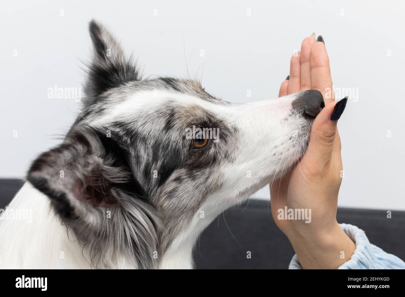 Der Trainer führt die Übungen mit ihrem Hund durch, der auf Befehl seine Nase gegen ihre