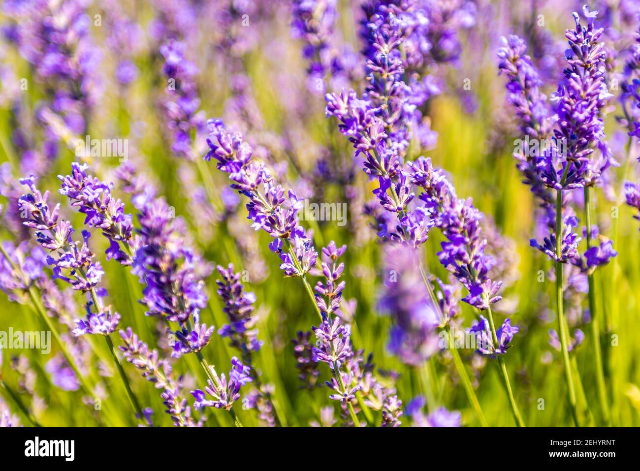 Lavendelblüten und Bienenzucht, auf einem Feld, in der Provence, Frankreich Stockfoto