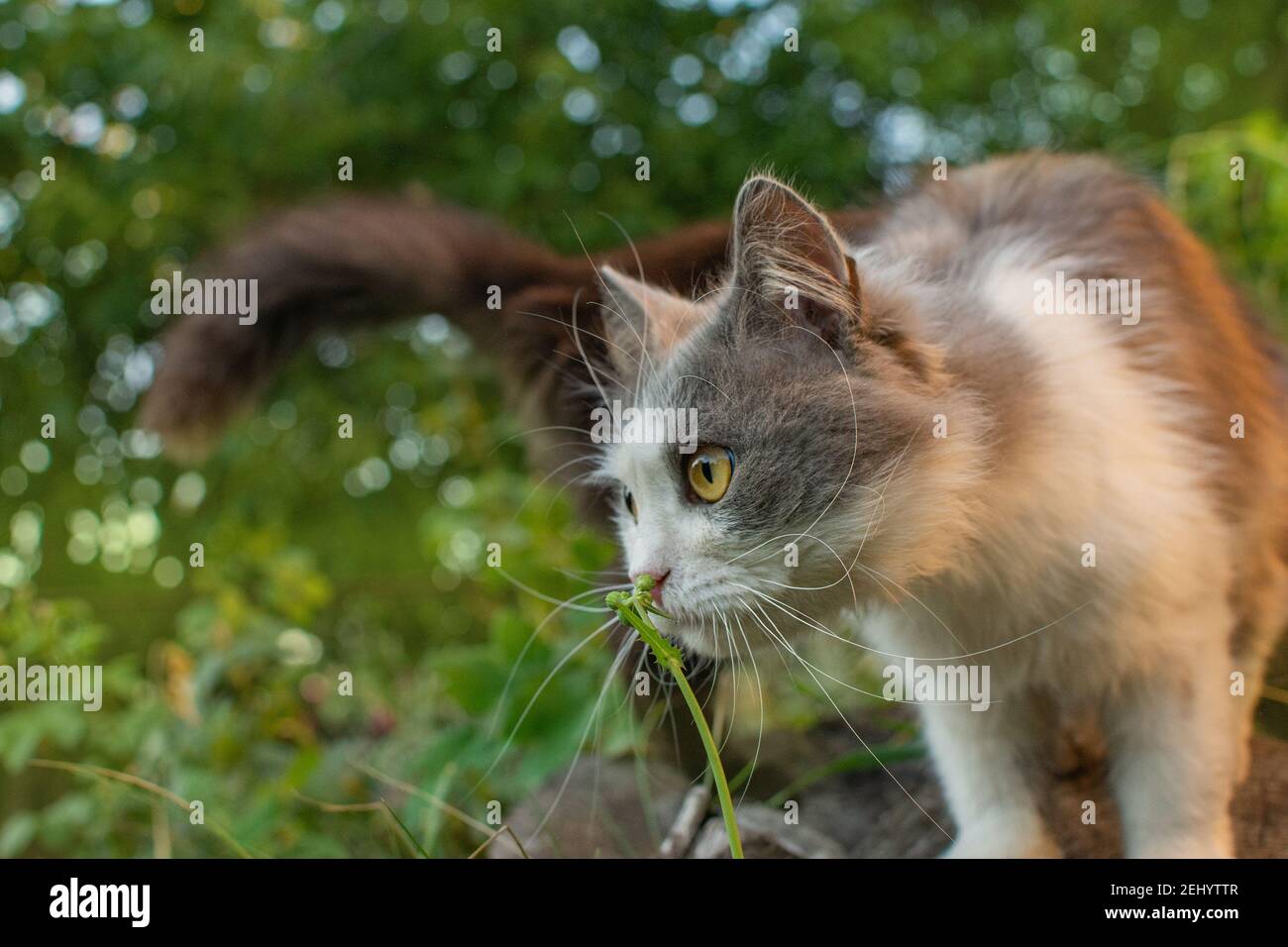 Kitty Schnüffelblume im Frühlingsgarten. Frische und angenehmes Aroma Blumen. Stockfoto