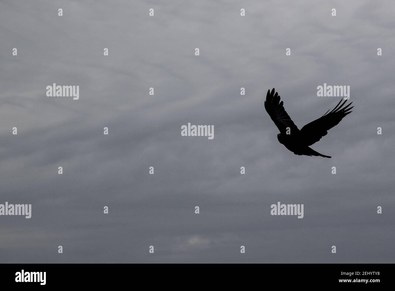 Ein Rabe fliegt über den Strand bei Fisherman’s Walk, Southbourne, Bournemouth während der Sperre und der COVID-19 Coronavirus Pandemie. 20. Februar 20 Stockfoto